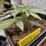 Lemon Shining Silver Haze 2. Run