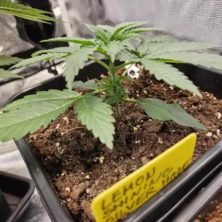 Lemon Shining Silver Haze 2. Run