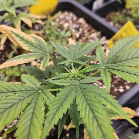 Kumquat Cookies Auto