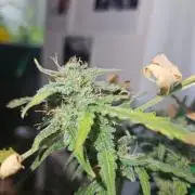 Morello cherry auto
