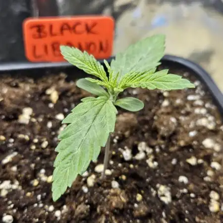 Black Lebannon 2. Run