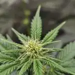 Gelato 33