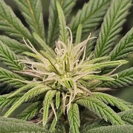 White Runtz