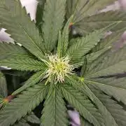 #SSSC Tester Banana OG