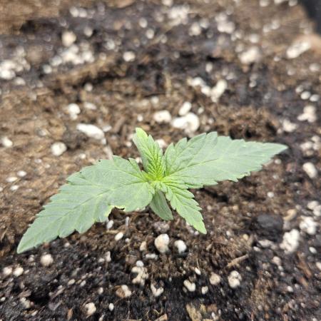 #SSSC Tester Banana OG