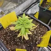 #SSSC Test A005 Auto