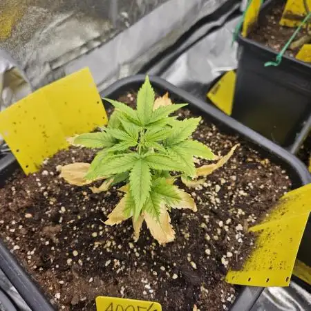 #SSSC Test A005 Auto