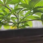 Banana OG