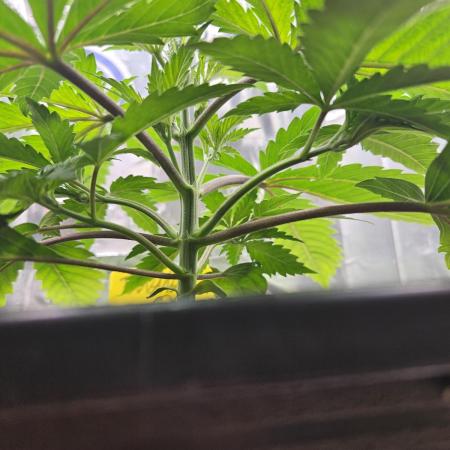 Banana OG