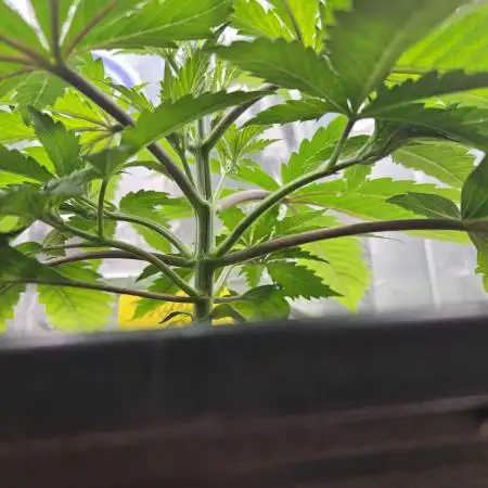 Banana OG