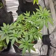 #SSSC Tester Banana OG