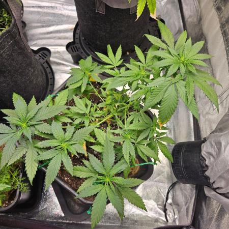 #SSSC Tester Banana OG