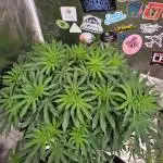 Candy
