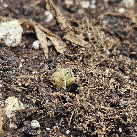 #SSSC Test 2. A005 Auto