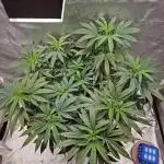 Lemon Shining Silver Haze 2. Run