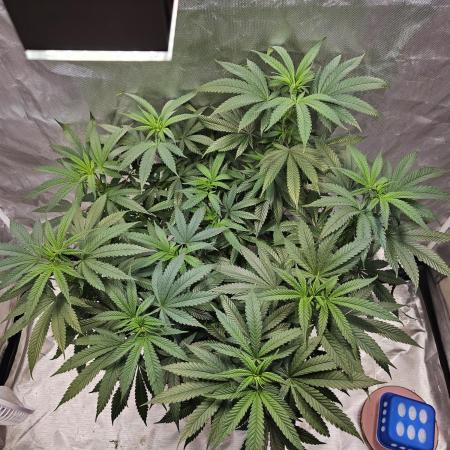 Lemon Shining Silver Haze 2. Run