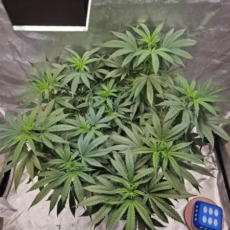 Lemon Shining Silver Haze 2. Run