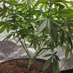 Lemon Shining Silver Haze 2. Run