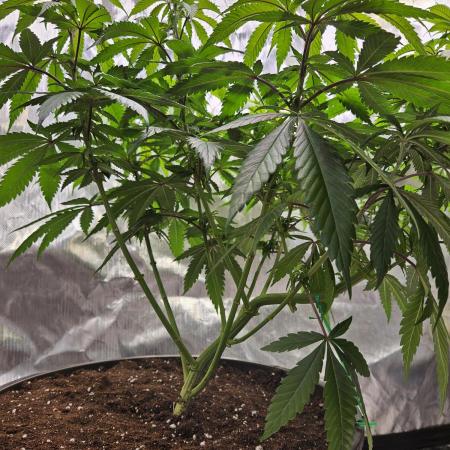 Lemon Shining Silver Haze 2. Run