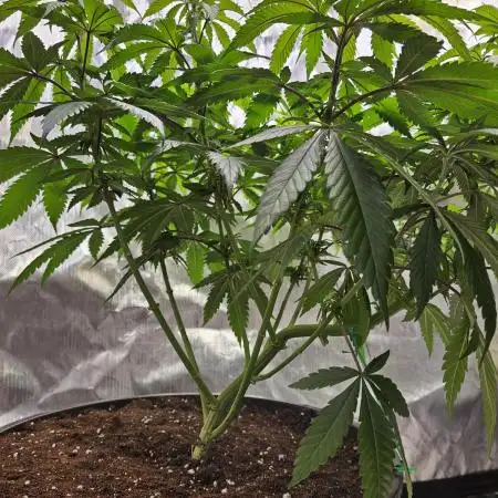 Lemon Shining Silver Haze 2. Run