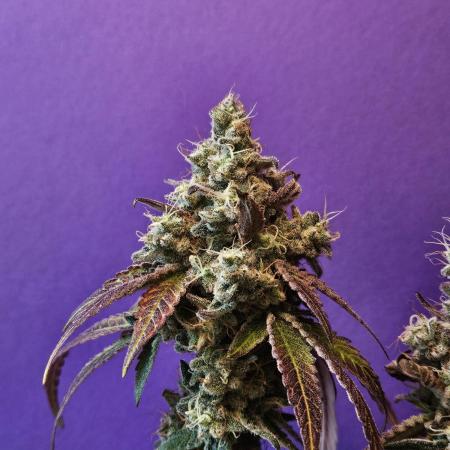 #SSSC Test Blue Applez