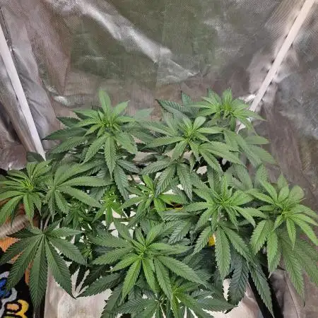 Lemon Shining Silver Haze 2. Run