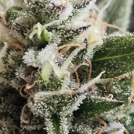 Chocolope Auto