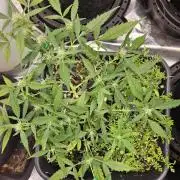 Morello cherry auto