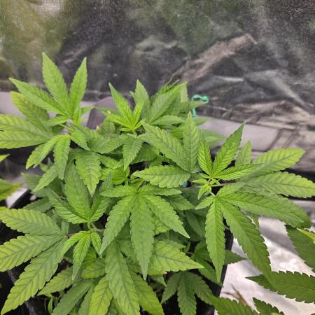 #SSSC Tester Blue Applez 2.