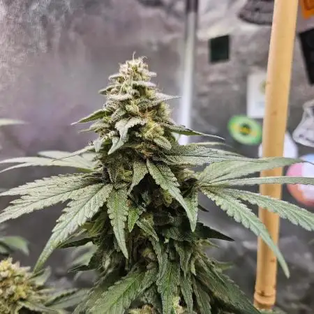 Gelato