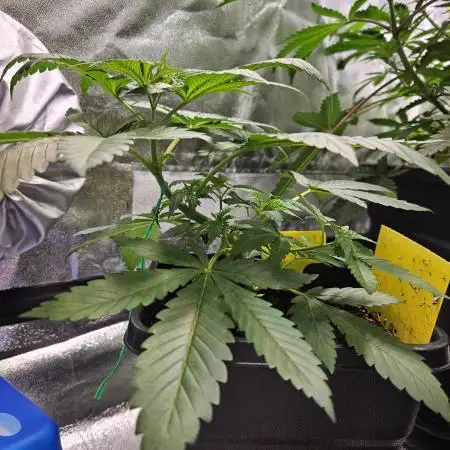 Lemon Shining Silver Haze 2. Run