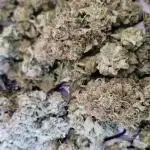 Lemon Shining Silver Haze