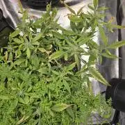 Morello cherry auto