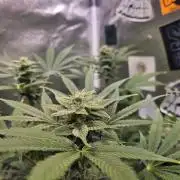 White Widow Auto