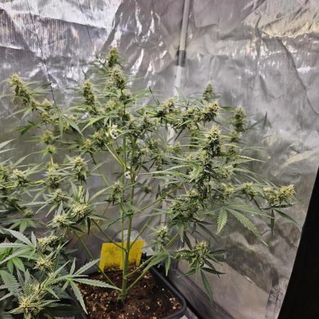 Chocolope Auto