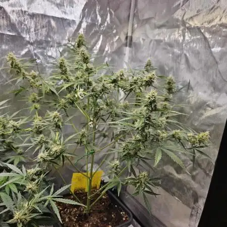 Chocolope Auto