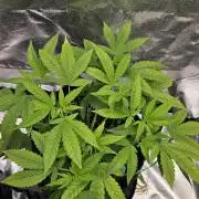 #SSSC Tester Blue Applez 2.