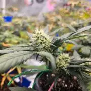 #SSSC Tester Banana OG