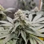 Gelato