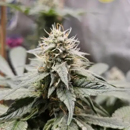 Gelato
