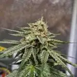 Lemon Shining Silver Haze