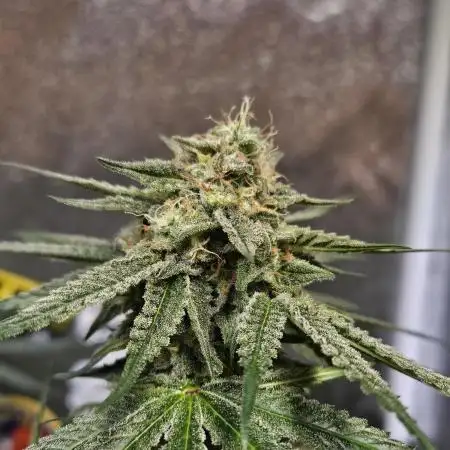 Lemon Shining Silver Haze