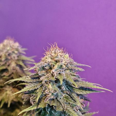 Black Lebannon 2. Run