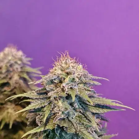 Black Lebannon 2. Run