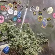 Lemon Shining Silver Haze 2. Run