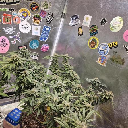 Lemon Shining Silver Haze 2. Run