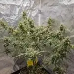 Chocolope Auto