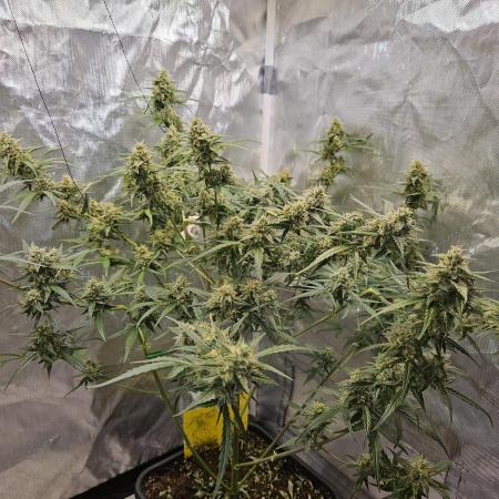 Chocolope Auto