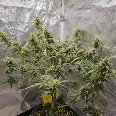 Chocolope Auto