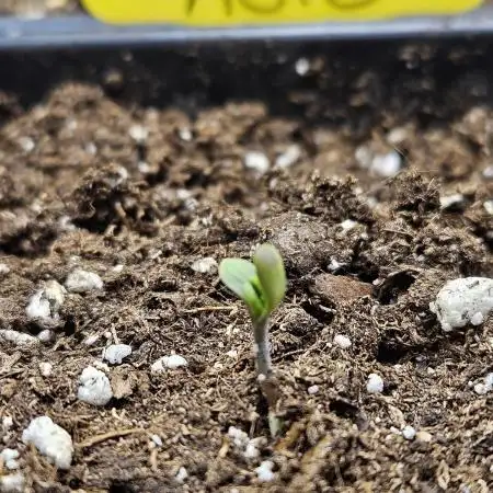 Chocolope Auto